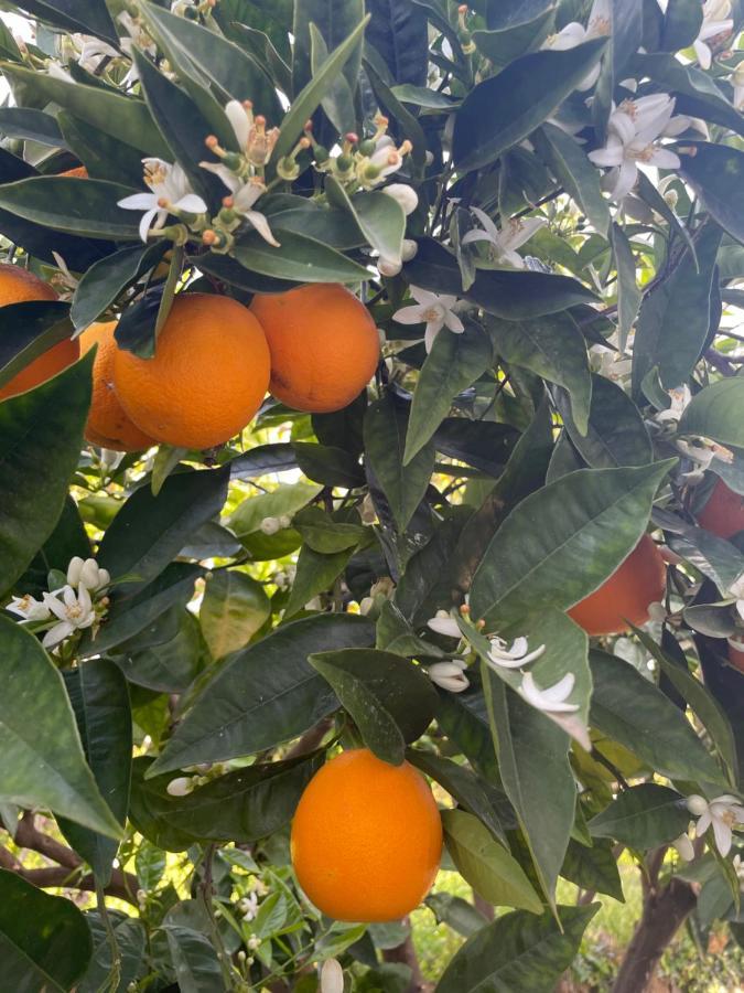 Profumo Di Zagara Fiumefreddo di Sicilia Exterior foto
